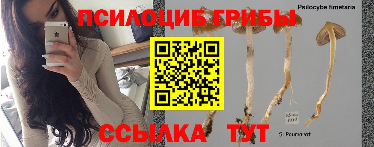 Псилоцибиновые грибы ЛСД  Вход с VPN  Псилоцибиновые грибы Psilocybe  Ачинск 
